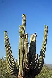 Saguaro Blossoms